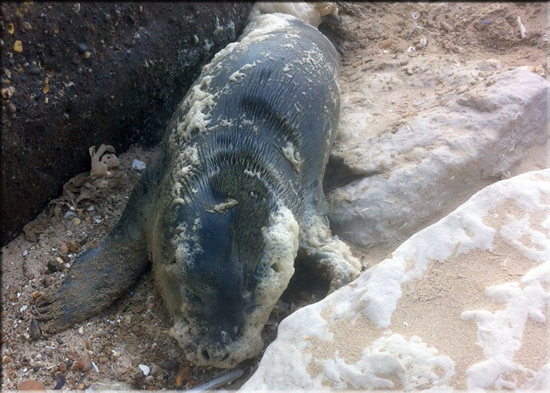 Rescued seal pup - 22nd June 2013