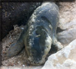 Daredevil - Rescued common seal pup - 22nd June 2013