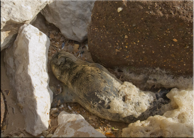 Rescued seal pup - 22nd June 2013