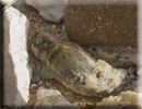 Daredevil - Rescued common seal pup - 22nd June 2013