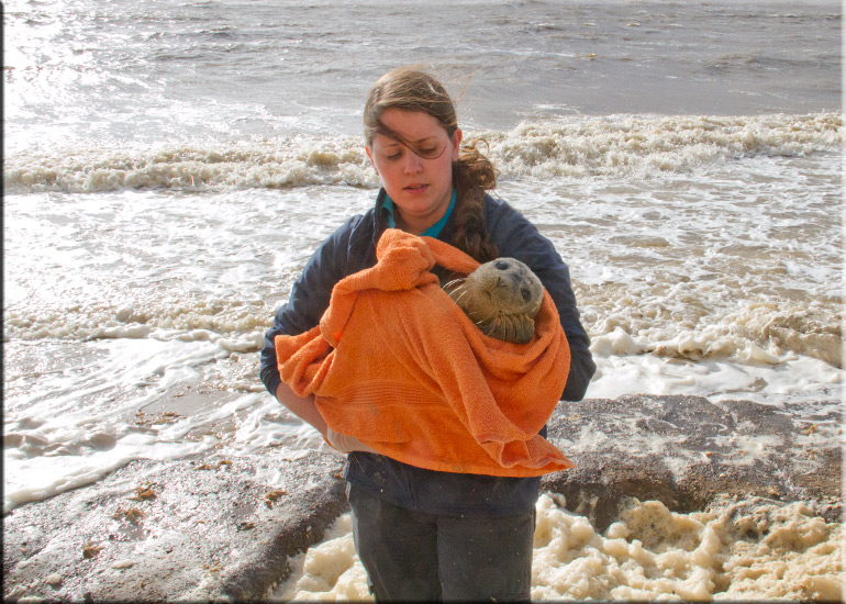 Rescued seal pup - 22nd June 2013