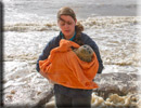 Daredevil - Rescued common seal pup - 22nd June 2013