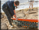 Daredevil - Rescued common seal pup - 22nd June 2013