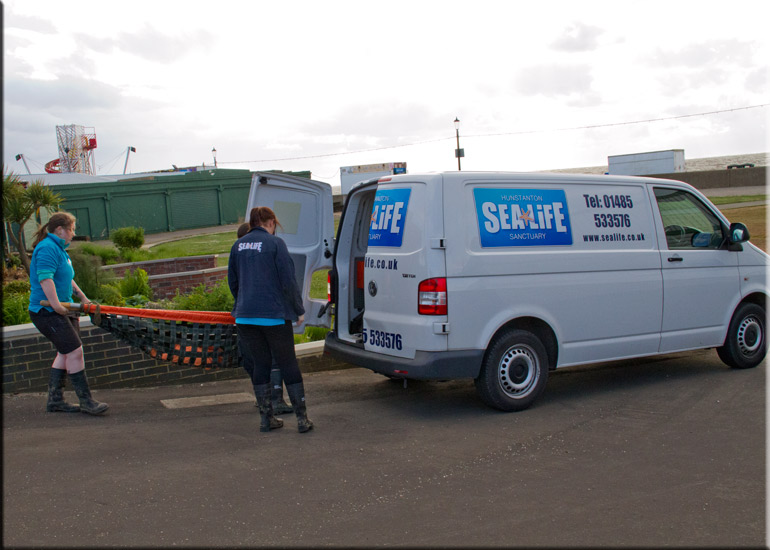 Rescued seal pup - 22nd June 2013