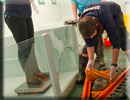 Daredevil - Rescued common seal pup - 22nd June 2013