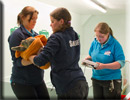Daredevil - Rescued common seal pup - 22nd June 2013
