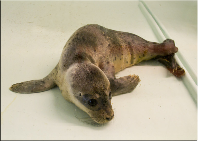 Rescued seal pup - 22nd June 2013