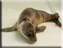 Daredevil - Rescued common seal pup - 22nd June 2013