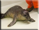 Daredevil - Rescued common seal pup - 22nd June 2013