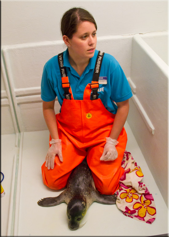 Rescued seal pup - 22nd June 2013