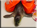 Daredevil - Rescued common seal pup - 22nd June 2013