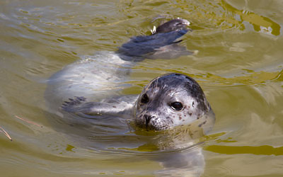 A month old Common seal pup