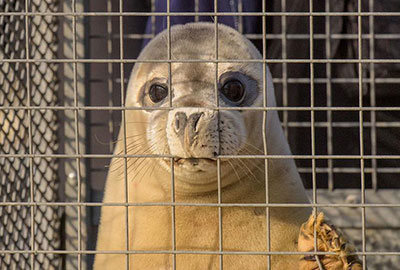 Seal Release - 23rd March 2016