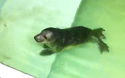 Pup No. 1 in weaning pool