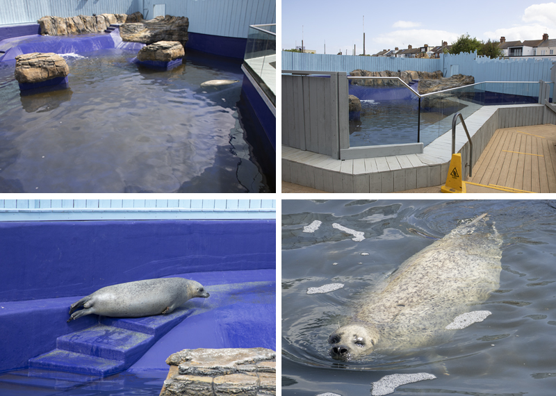 Seal Pups Recovery Pool