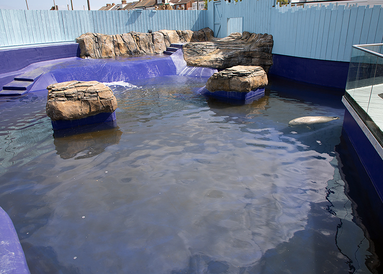 Seal Pups Recovery Pool