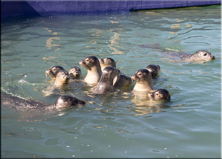 Common seal pups - photo taken on 19th September 2015