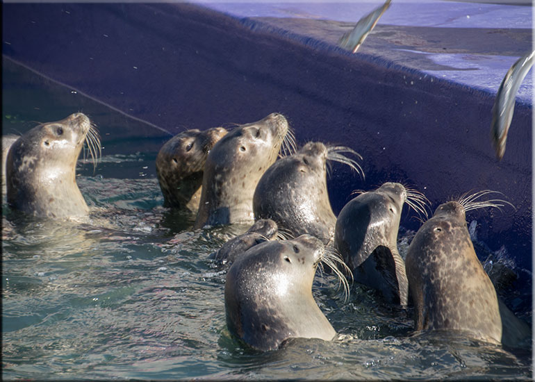 Common seal pups - photo taken on 19th September 2015