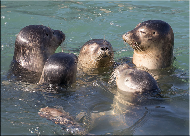 Common seal pups - photo taken on 19th September 2015