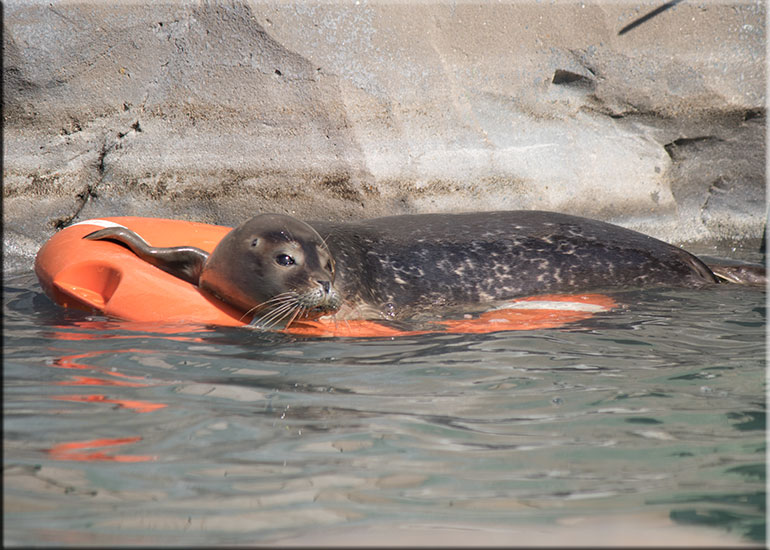 Common seal pups - photo taken on 19th September 2015
