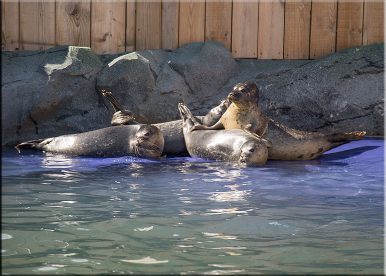 Pups in the resident seals enclosure - photo taken on 9th August 2015