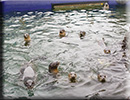 Pups in the outside seal pool