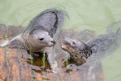 Rescued Seal Pups