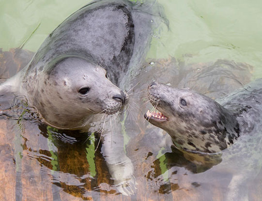 Kerplunk and Tic Tac Toe rescued grey seal pups from the 2015/16 season