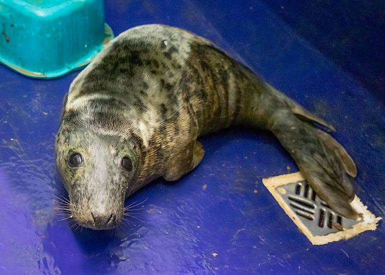 Purple Rain, rescued seal pup