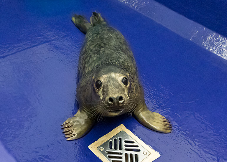 Queen, rescued seal pup