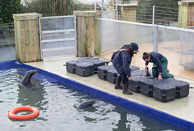 A new pontoon in the Grey Seals pool