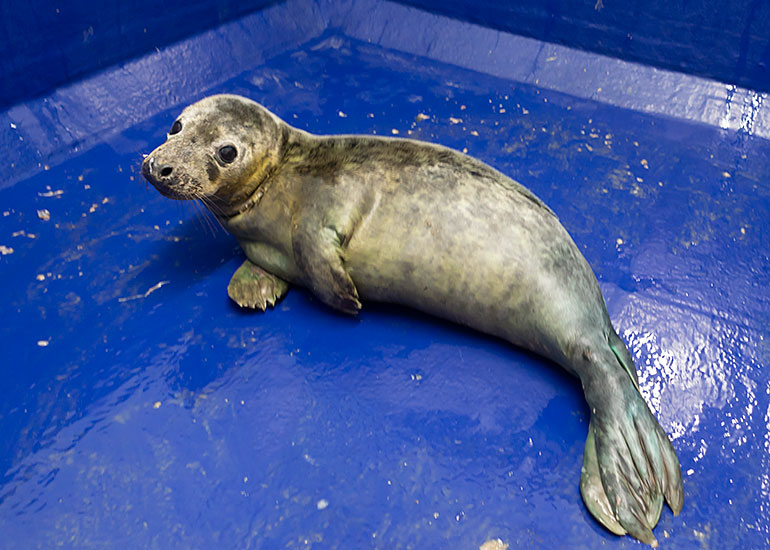 Rambo, rescued seal pup