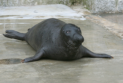 Ray the famous seal celebrates his 18th Birthday - Photo taken in 2006