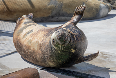 Ray - photo taken in September 2019