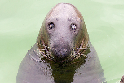 Ray, Grey Seal