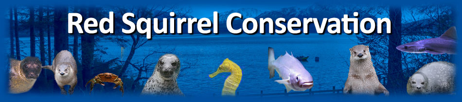 Red Squirrel Conservation