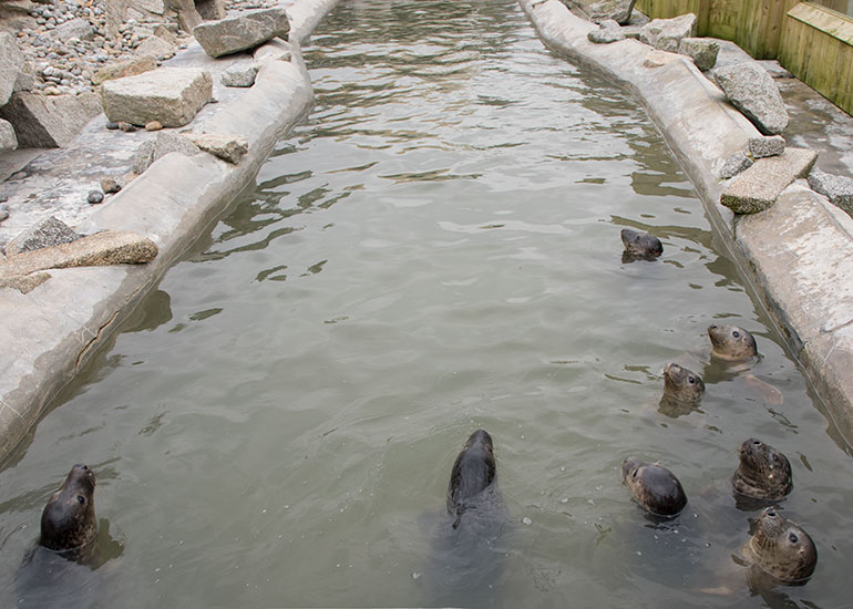 Rehab Pool