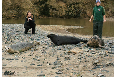 Seals being released back into the wild with Rachael and Claire in the background - Photo was taken by Simon Bone