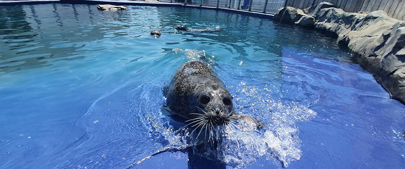 Hunstanton SEA LIFE Sanctuary