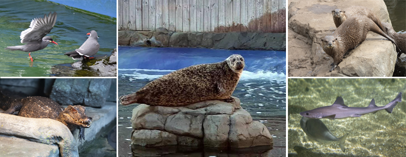 Photo Credit: Hunstanton SEA LIFE