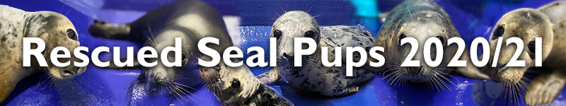 Rescued Seal Pups 2020/21