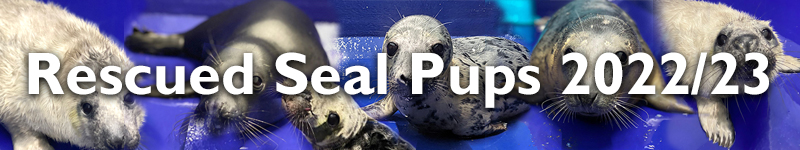 Rescued Seal Pups 2022/23