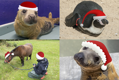 December 2019 Newsletter