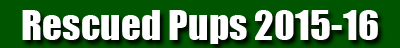 Pup Rescue Season 2015-16