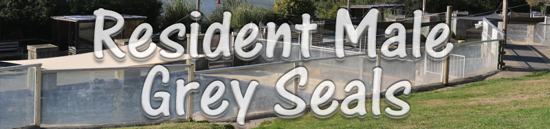 [Cornish Seal Sanctuary]