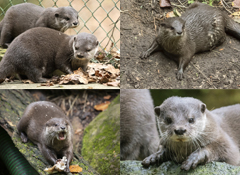 Asian Short Clawed Otters