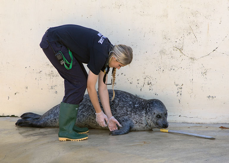 Megan doing enrichment training with Babyface