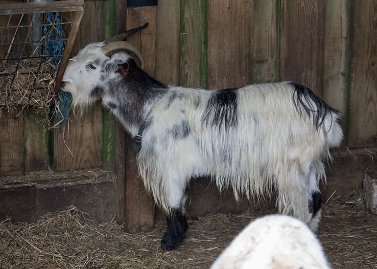Steve, Pygmy Goat