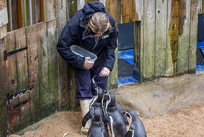Penguins feeding time