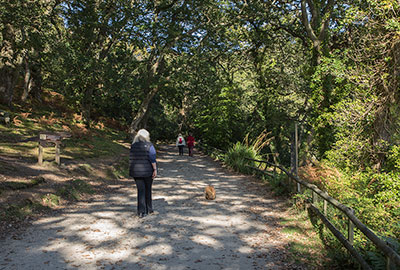 Woodland Walk  to the Otters
